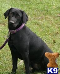 Dogs for Sale